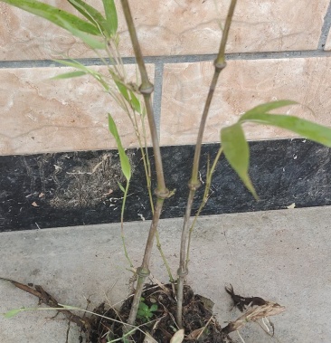 [竹子批发]筇竹价格1.50元/棵 - 一亩田