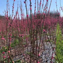 红梅/绿化苗木/乔灌木/花梅/原生态树苗/林木种苗/木苗