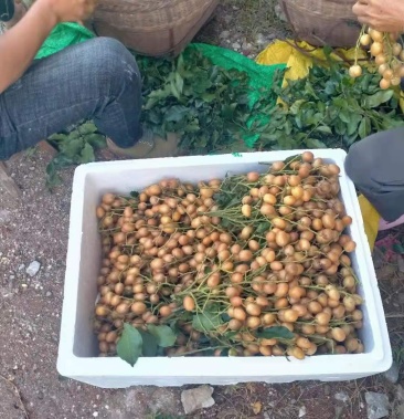 广西省桂林市阳朔县黄皮果黄皮果黄皮果黄皮果