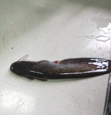 [普通鲶鱼批发]仔鲢价格7.50元/斤 - 一亩田