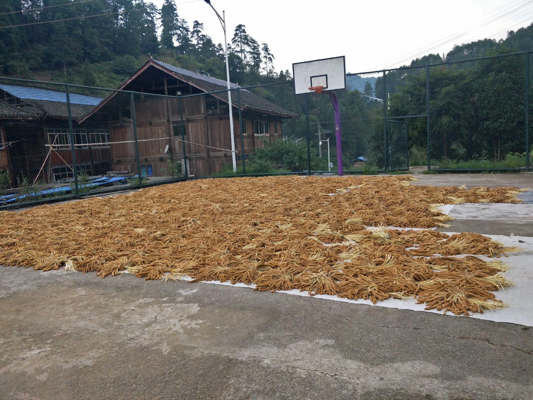 农户手工晾晒小米场景