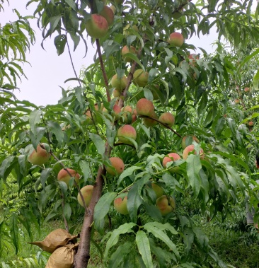 [冬桃批发]秋彤价格3.00元/斤 - 一亩田