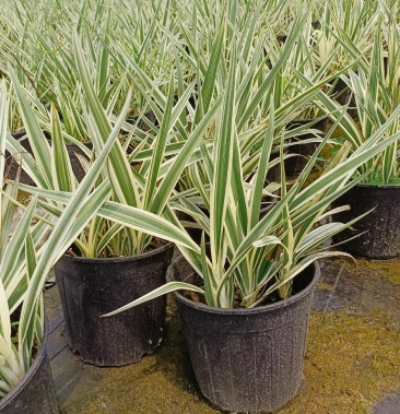 盆苗山菅兰基地直销庭院室内外盆栽苗易成活绿化工程地被