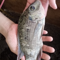 河罗非