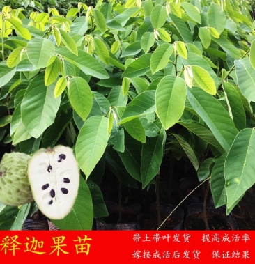 正宗台湾释迦果苗盆栽番荔枝树苗带土带叶林檎苗嫁接果苗当年果