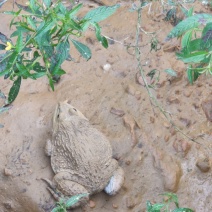 泰蛙泰国虎纹蛙，全程山溪水养殖，蛙群健康