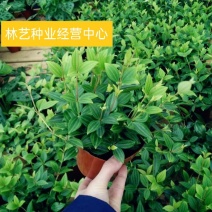 轮叶豆瓣绿盆栽绿植花草室内办公吸甲醛四季常青观植物