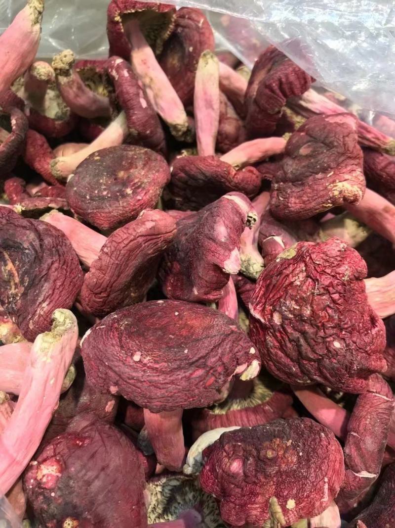 广西藤县红菌菇,正宗农村野生红菇!