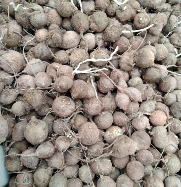 [芋头批发]野生鸡头薯鲜货价格43.00元/公斤 - 一亩田