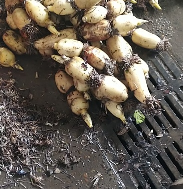 [莲藕批发]连藕批发价格2.20元/斤 - 一亩田