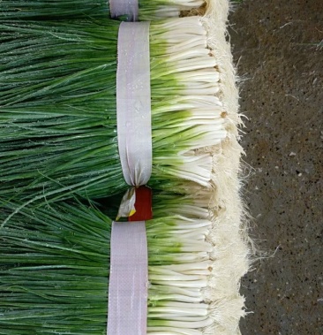 柳州大葱四季葱大量上市需要的请联系