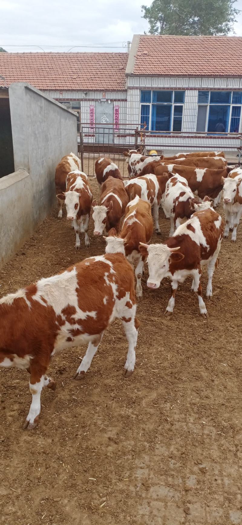 200kg小牛犊!自家繁殖!出售小牛!质量好!保来回!