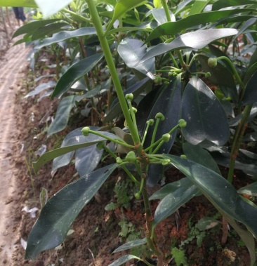 矮会八角嫁接苗罗马品种东荣品种木王陈平大红八角