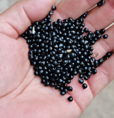 [批发]白鲜皮种子套袋大叶品种,别用内蒙野生的种子比较.价格150.