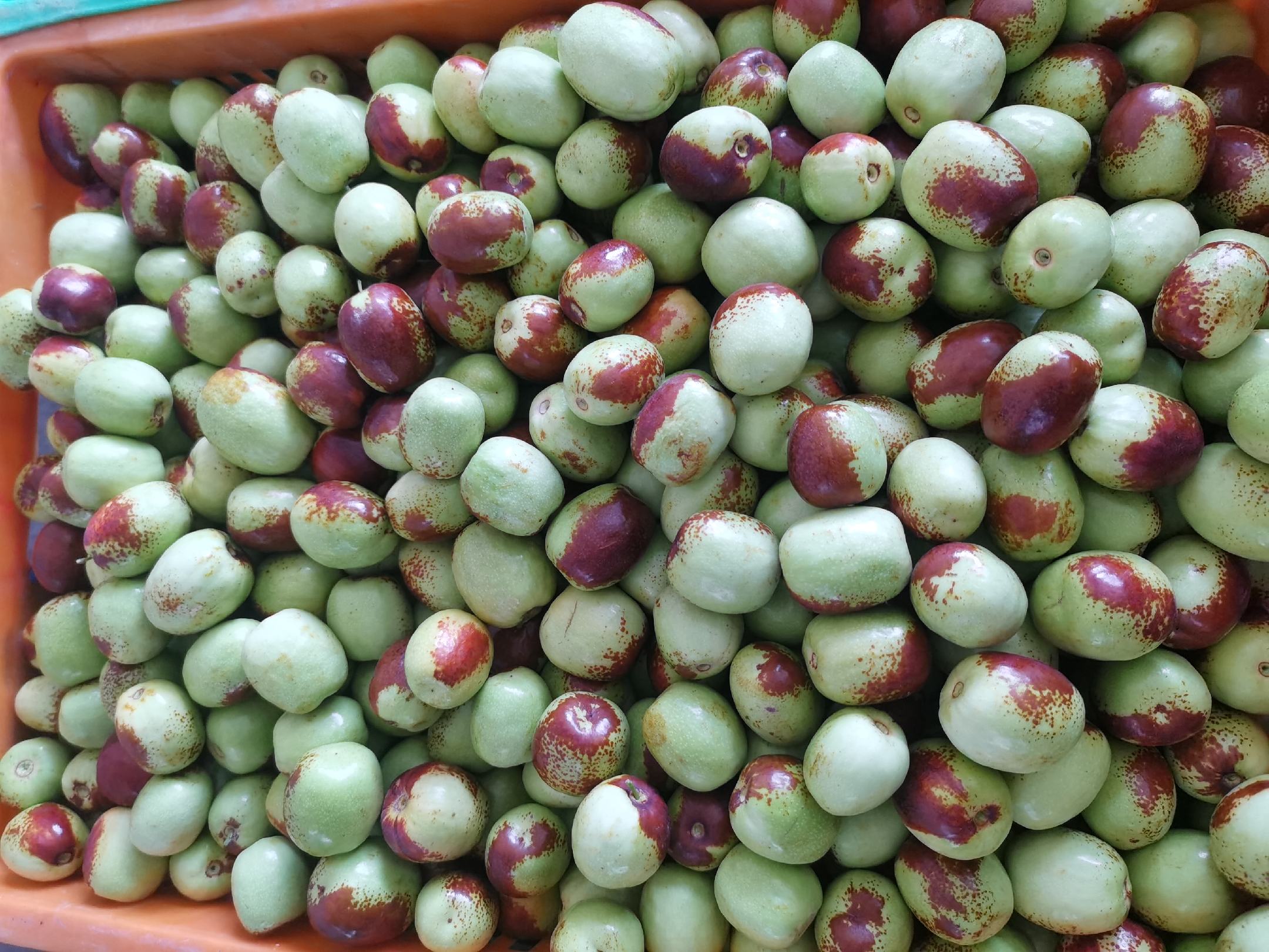 新鲜采摘的鲜枣