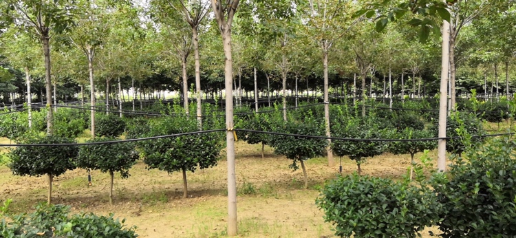金镶玉竹种植基地实景