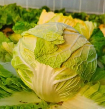 [白菜批发]红心小河白菜价格1.50元/斤 - 一亩田