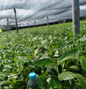 草珊瑚苗 欢迎到实地参观 量大选购更实 