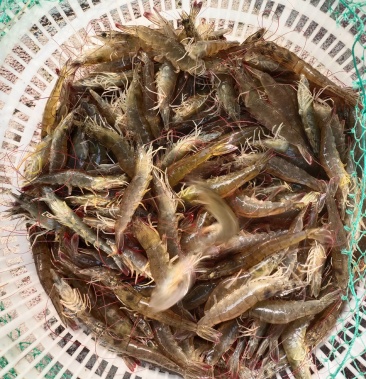 [批发]渤海湾汪子虾价格26.00元/斤 - 一亩田