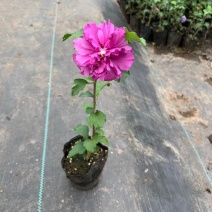 出售木槿花，木槿小苗，盆栽木槿地栽木槿大小规格齐全