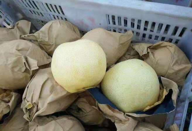 果园工人采收丰水梨场景