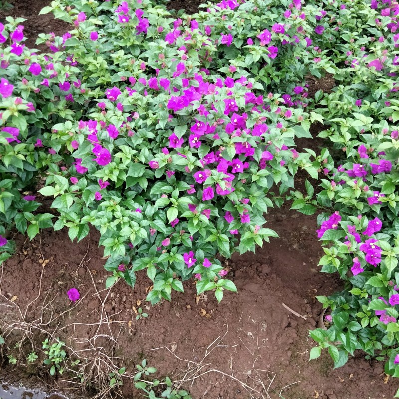 三角梅,紫花三角梅,三角梅笼子,四川宜宾三角梅