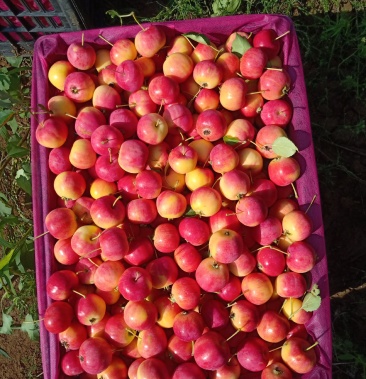 [海棠果批发]有大量沙果销售价格1.00元/斤 - 一亩田