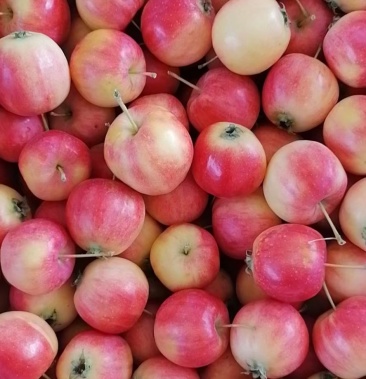 本地自家自产自销小沙果123酸甜可口可大量批发