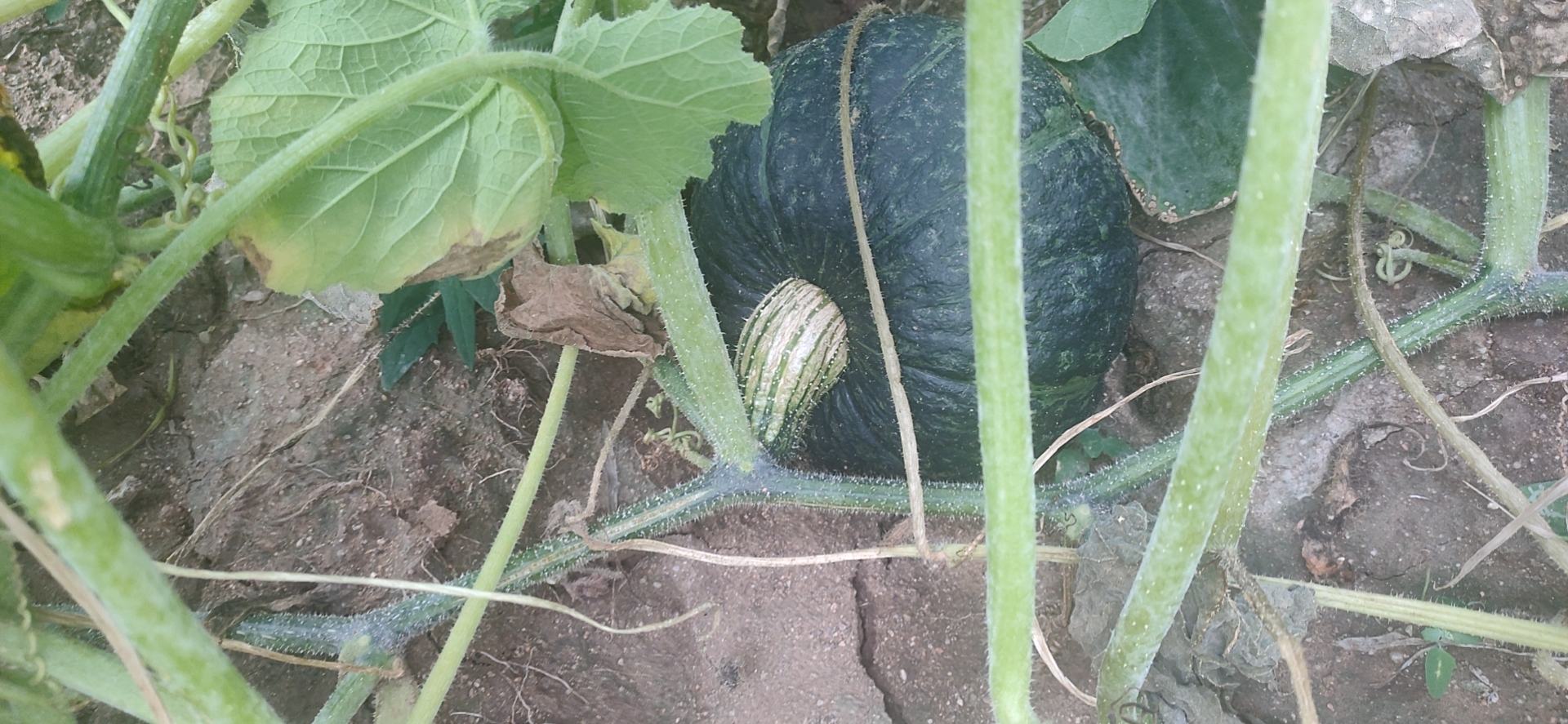 板栗南瓜与银栗南瓜种植田间对比