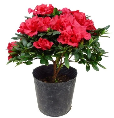 盆栽四季开花西洋杜鹃比利时杜鹃花映山红绿植