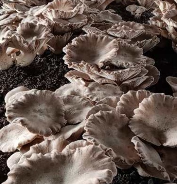 [熊掌菇批发]熊掌菇价格198.00元/斤 - 一亩田