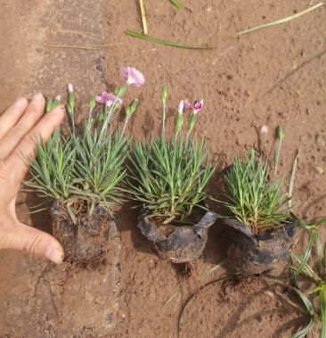 彩虹石竹又名蓝灰石竹开花的草坪花期长