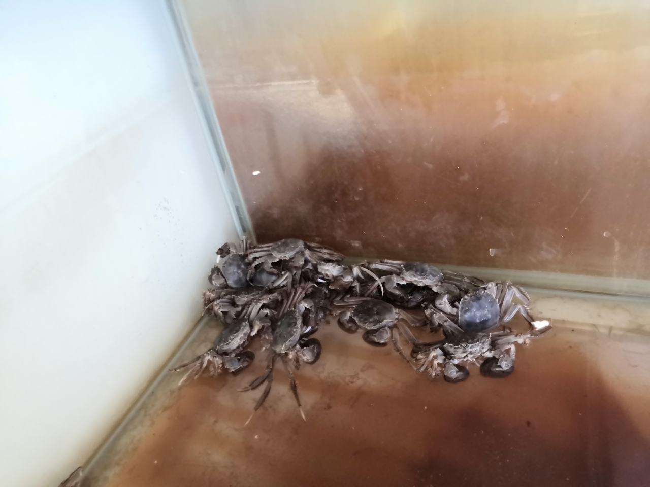 大闸蟹在塑料桶中浅水暂养