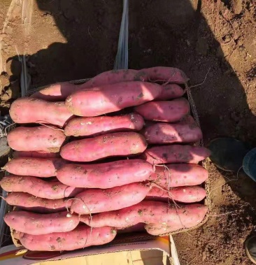 牛商精品红薯辽宁锦州凌海早丰地瓜大量上市