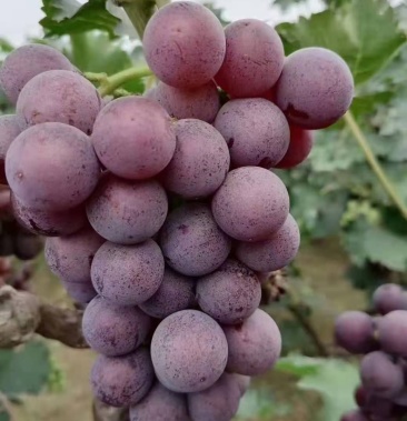 河北柏乡县巨峰全红大颗粒葡萄大量低价供应