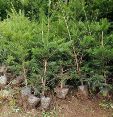 [批发]岀售冷杉杯苗价格5.50元/棵 - 一亩田