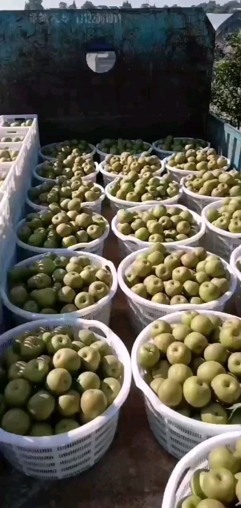 翠冠梨品种3元/斤0翠冠梨规格运费待商议物流江苏苏州张家港市产地