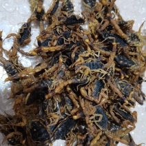 蝎子