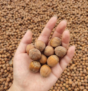 平欧大果榛子,不打农药无污染,手工挑选.