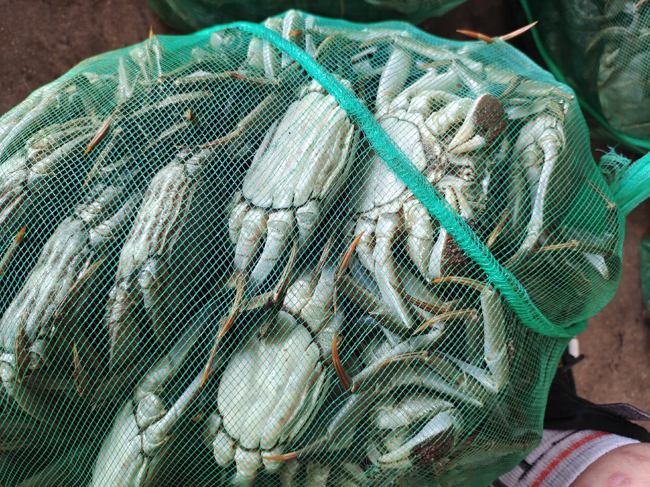 高邮湖大闸蟹分级包装现场