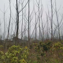 白杨/杨树/杨树树苗/乔灌木/绿化苗木/绿化植物/林木