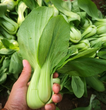 油菜辽宁省锦州市精品大头油菜2两以上信誉好质量有保障