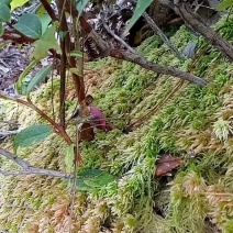 水苔