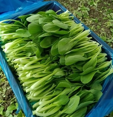 [鸡毛菜批发]青菜,鸡毛菜价格1.50元/斤 - 一亩田