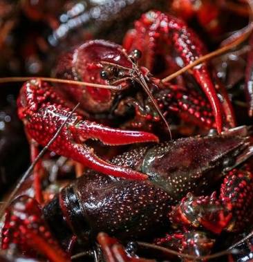[小龙虾批发]潜江清水小龙虾 青虾红虾专为餐饮酒店夜宵提供价格14.
