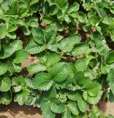 贵妃草莓苗长势好根须好苗壮无病苗