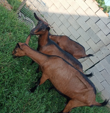 精品红鹿奶山羊,红鹿羊羔,母羊,全国可发货