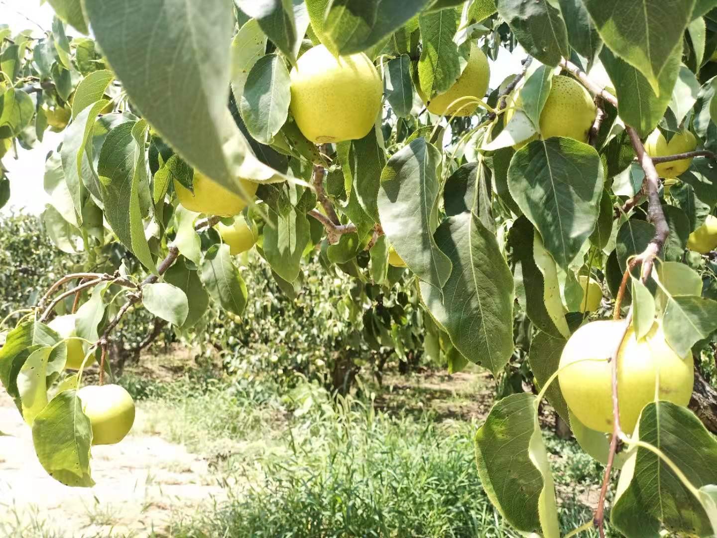 一片广阔的雪花梨果园,秋季阳光下挂满金黄色果实的梨树整齐排列,部分果实已采摘装筐,背景为乡村田园风光,展现丰收景象 雪花梨果园全景图