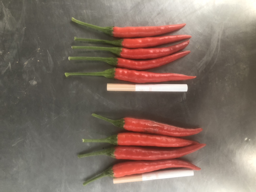 线椒与小米椒对比图