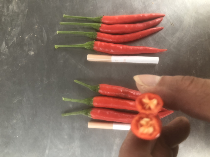 白米椒(左侧)与小米椒(右侧)对比,显示颜色和形态差异 白米椒与小米椒对比图